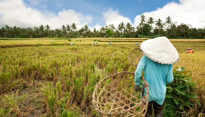 Aziji potrebno 800 milijardi dolara investicija da riješi prehrambenu krizu