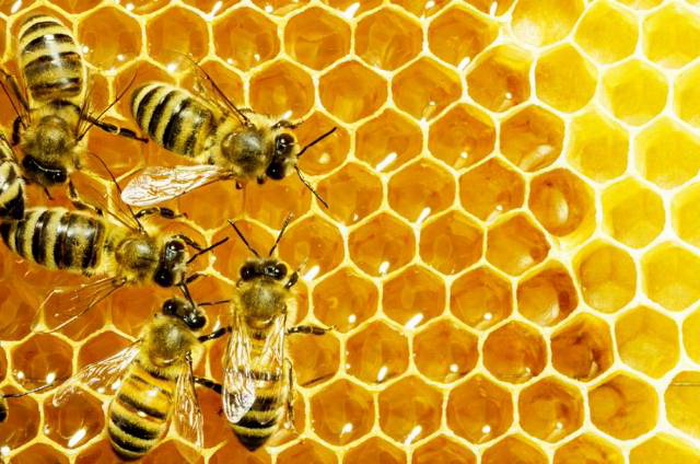 Kongres: Standardizacija kvalitete meda i apiterapija, šanse za bh. pčelarstvo