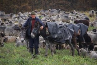 Željko Marić farba ovce da budu ljepše, sve manje interesa za pramenku