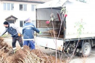 Četiri hiljade sadnica voća za stanovnike Ilidže