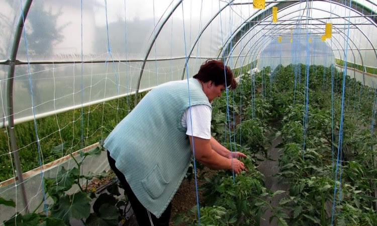 Vlada FBiH potiče biljnu proizvodnju s tri miliona maraka