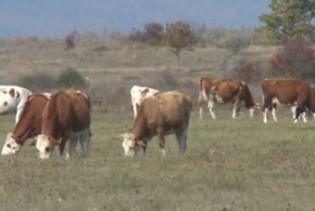 U Nacrtu budžeta USK za poljoprivredu planirano oko pet miliona KM