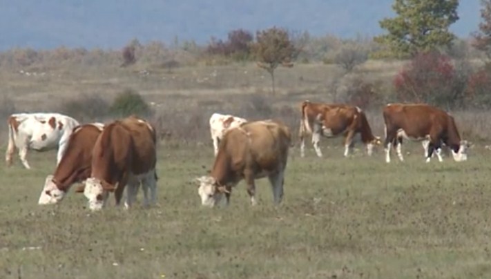 U Nacrtu budžeta USK za poljoprivredu planirano oko pet miliona KM