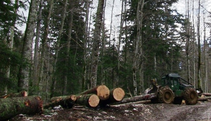 U FBiH značajan porast proizvodnje i prodaje šumskih sortimenata