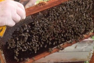 Pčelarstvo je od ključne važnosti za proizvodnju hrane za jedno društvo