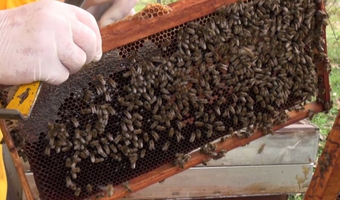 Pčelarstvo je od ključne važnosti za proizvodnju hrane za jedno društvo