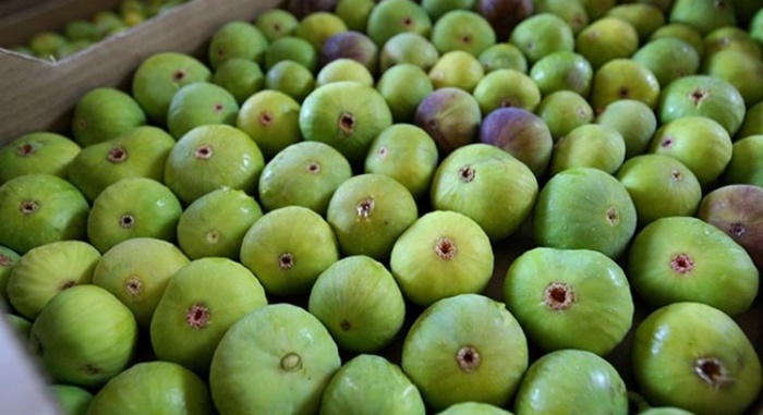 Prinos povećan kod svih vrsta južnog voća i kod maslina