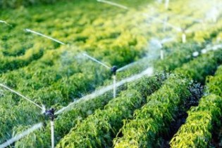 Porasla vrijednosti prodaje poljoprivrednih proizvoda na zelenim pijacama u FBiH