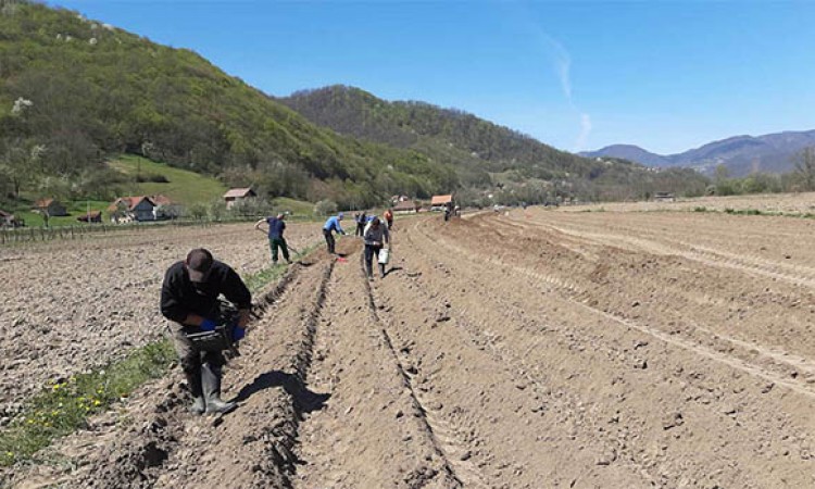 Zajimović: Direkcija završava sjetvu na 116 hektara vakufskog zemljišta u BiH