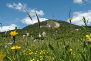 Sakupljanje ljekovitog bilja i šumskih plodova može postati dodatni izvor zarade