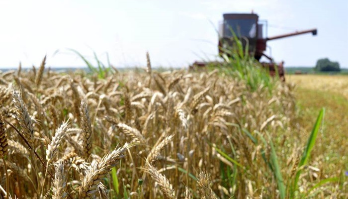 Nestašica pšenice na svjetskim tržištima, žitarica postaje "žuta nafta"