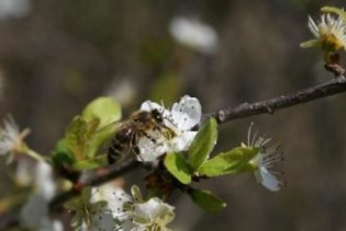 Zaštititi pčele prilikom tretmana zasada malina