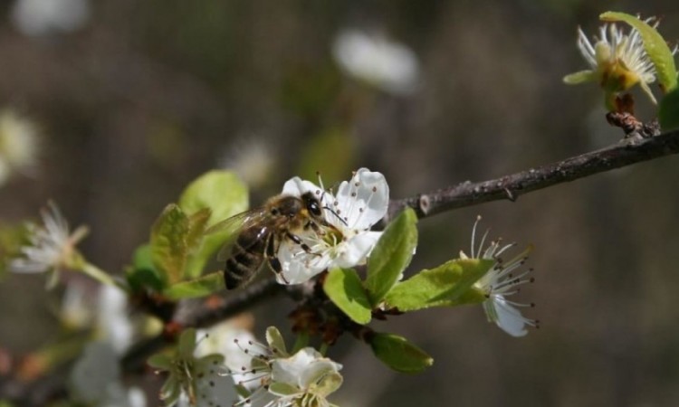 Zaštititi pčele prilikom tretmana zasada malina