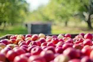 Zbog nerodne godine porasla cijena jabuka