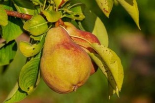 Voćari u RS neće moći da podmire ni domaće tržište