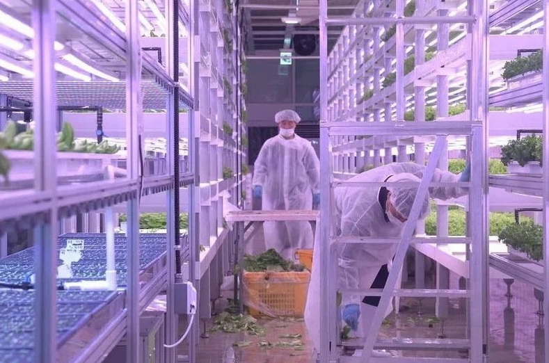 Održivo rješenje za poljoprivredu: Podzemna farma u Seulu proizvodi 30 kg povrća dnevno