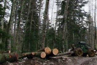 Smanjenje proizvodnje i prodaje šumskih sortimenata u FBiH