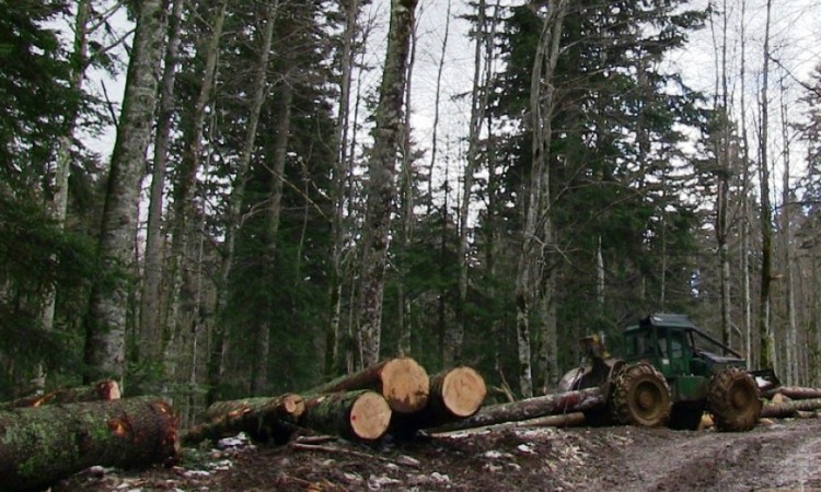 Smanjenje proizvodnje i prodaje šumskih sortimenata u FBiH