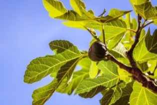 Smokve, novi brend istočne Hercegovine