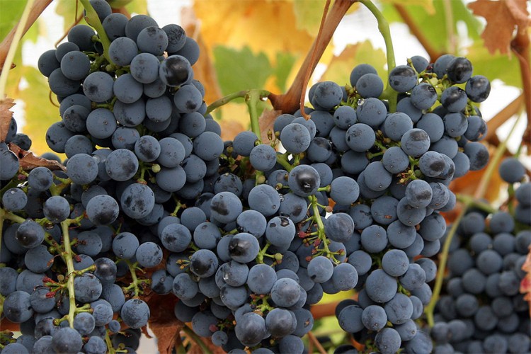 Zabranjen uvoz 12.426 kilograma grožđa iz Albanije