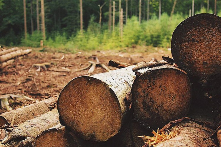 U FBiH i dalje smanjena proizvodnja i prodaja šumskih sortimenata