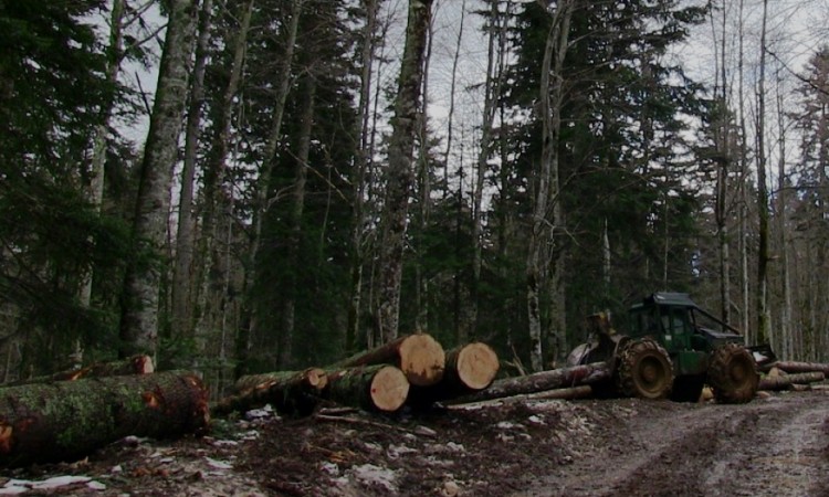 U FBiH nastavljen trend smanjenja proizvodnje i prodaje šumskih sortimenata