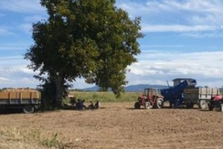 Izuzetni prinosi krompira sa vakufskih parcela u Janji