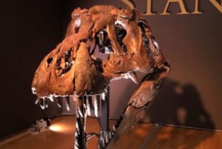 Skelet Tyrannosaurus Rexa prodat za rekordnih 31,8 miliona dolara