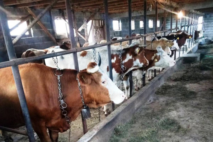 Farmeri ogorčeni na trgovce zbog cijene mlijeka