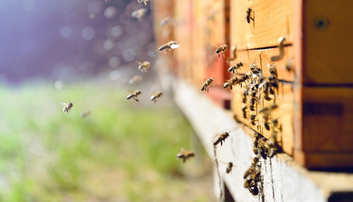 Peti Međunarodni kongres pčelarstva u Tuzli