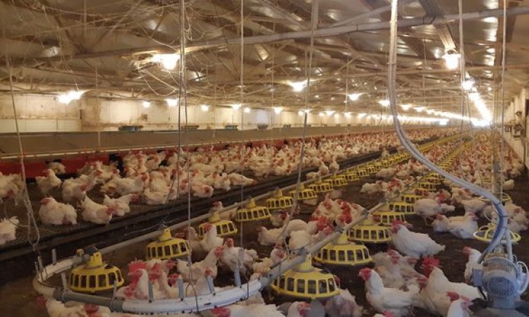 Proizvodnja jaja za uzgoj brojlera u Srpcu raste za 50 posto