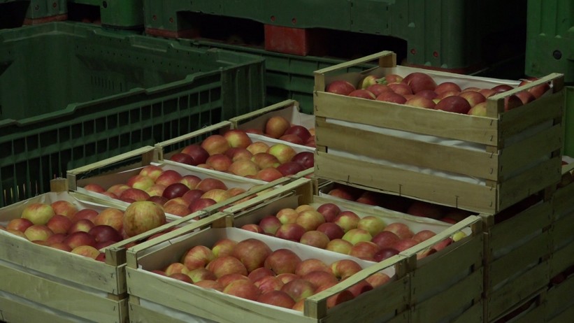 Kompanija Jaffa Komerc proizvode izvozi do Rusije: Ponosno radimo jer proizvodimo hranu