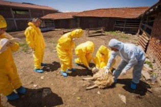 Regionalna simulacijska vježba protiv slinavke i šapa i afričke svinjske kuge