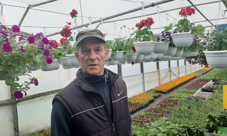 Munir Kazagić ove godine utrostručio proizvodnju cvijeća