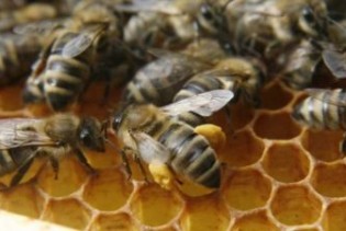 Potpisani ugovori o dodjeli stotinu pčelinjih društava i opreme za pčelarstvo
