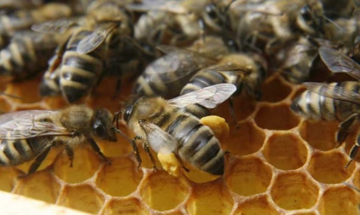 Potpisani ugovori o dodjeli stotinu pčelinjih društava i opreme za pčelarstvo