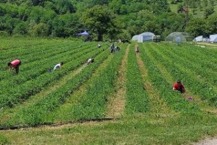 Agroideja iz Ustikoline proizvodi voće, povrće i žitarice