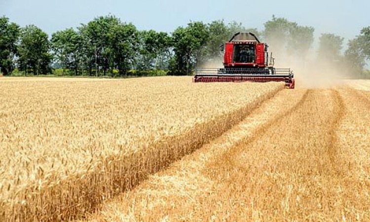 U 2021. povećana proizvodnja pšenice u FBiH