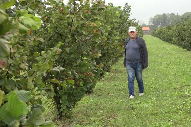 Lješnik kod sanskog proizvođača izgurao jagodu