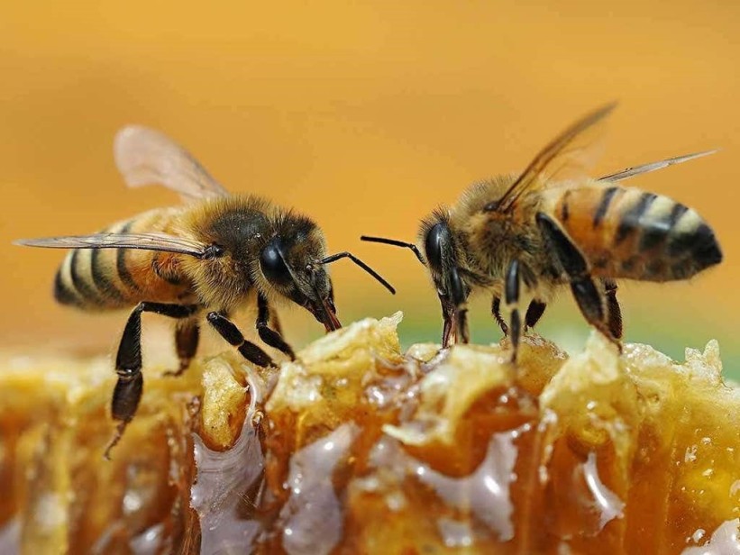 Područje Srebrenice idealno za pčelarstvo, ove godine bolji prinosi meda