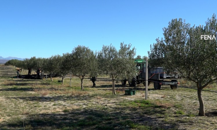 Berba maslina u Hercegovini: Urod za 30 posto manji, ulje poskupjelo