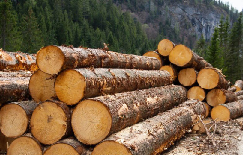 Saglasnost na produženje zabrane izvoza određenih drvnih sortimenata