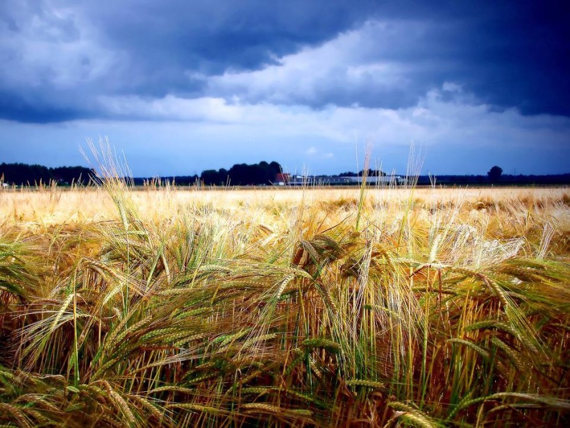 Rusija požnjela ukrajinsko žito u vrijednosti od milijardu dolara
