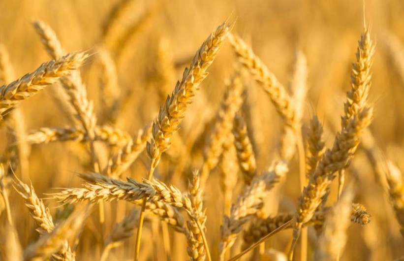 Apel Udruženja poljoprivrednika FBiH: Hitno ponuditi otkupnu cijenu za pšenicu i ječam