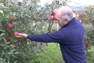 Rekordan urod voća, problem plasman na tržište