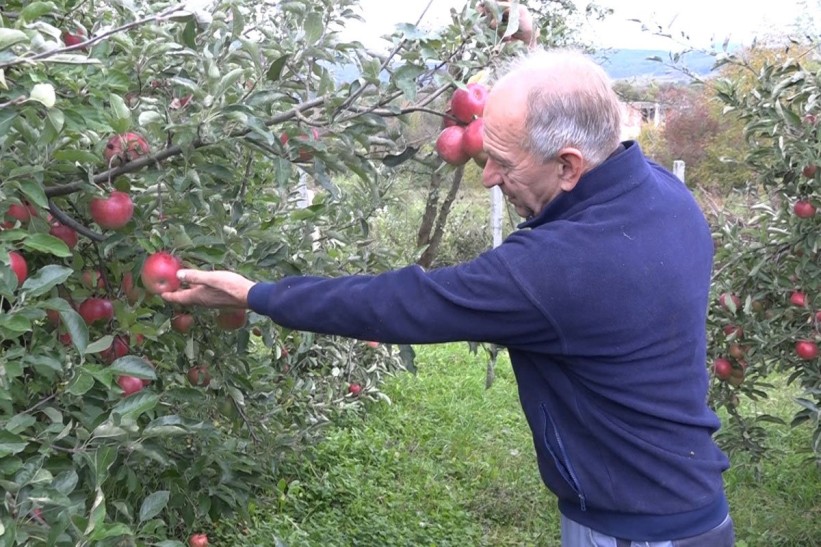 Rekordan urod voća, problem plasman na tržište