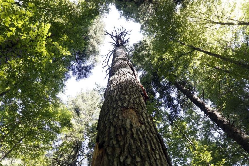 Proizvodnja šumskih sortimenata u FBiH u deset mjeseci smanjena za 2,3, a prodaja za 2,6 posto