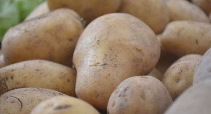 Zabranjen uvoz krompira za industrijsku preradu zbog prisustva nedozvoljene količine pesticida