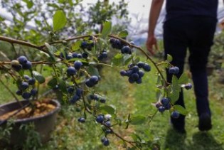 Borovnice sve više tražene na domaćem tržištu