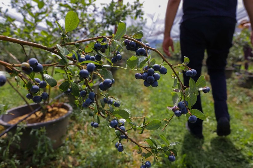 Borovnice sve više tražene na domaćem tržištu